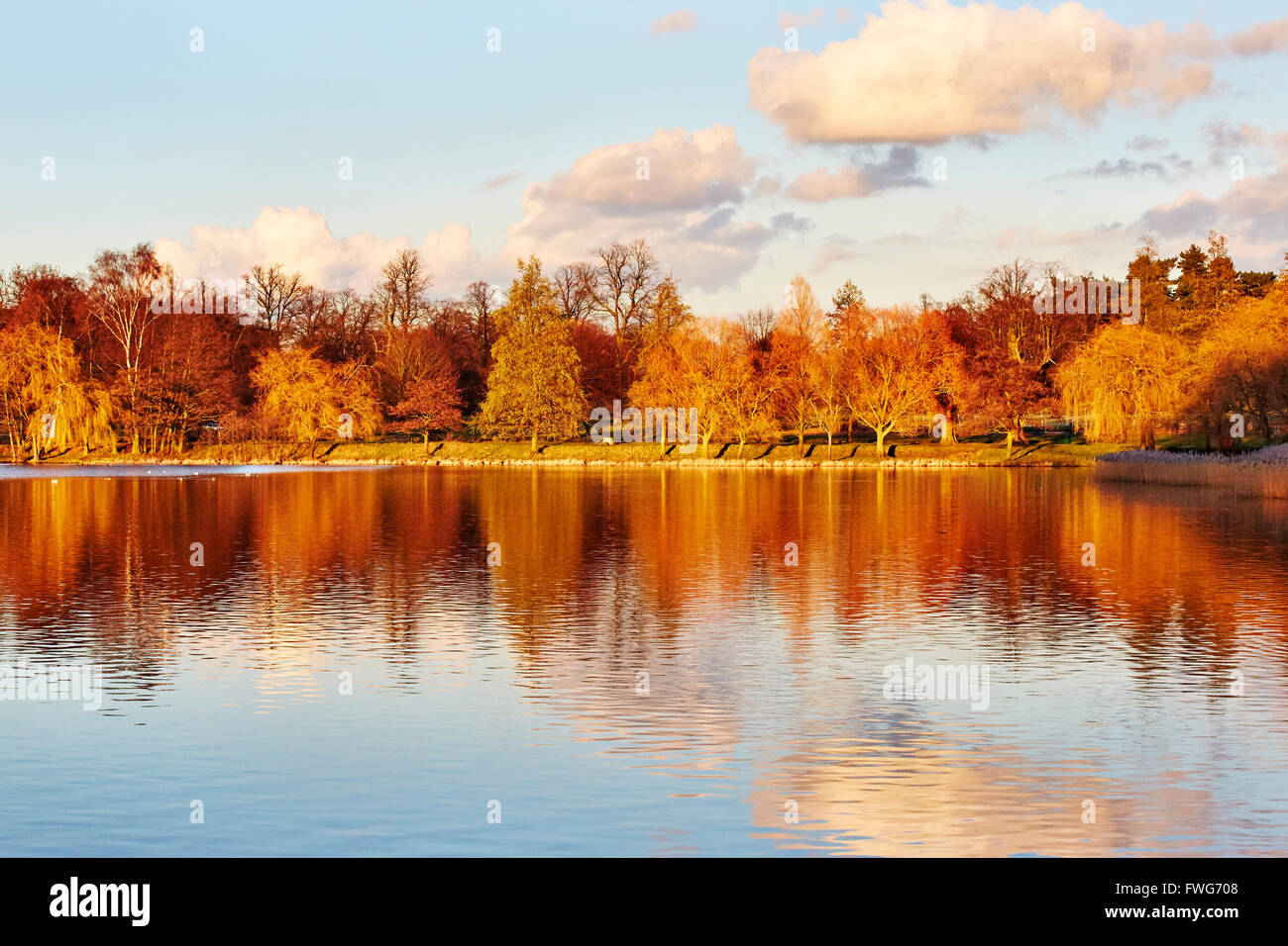 Vue sur les arbres au bord du lac dans le parc de Wollaton Hall, Nottingham, Angleterre, Royaume-Uni. Banque D'Images