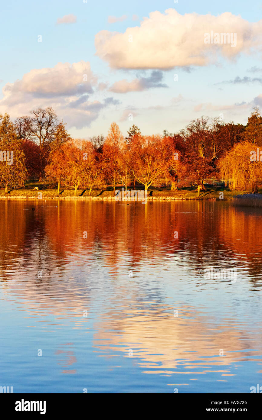 Vue sur les arbres au bord du lac dans le parc de Wollaton Hall, Nottingham, Angleterre, Royaume-Uni. Banque D'Images