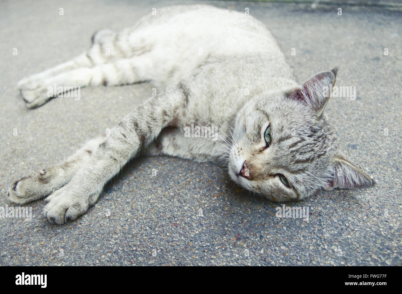 Cat allongé sur le sol..blanc rayé cat allongé sur le sol. Banque D'Images