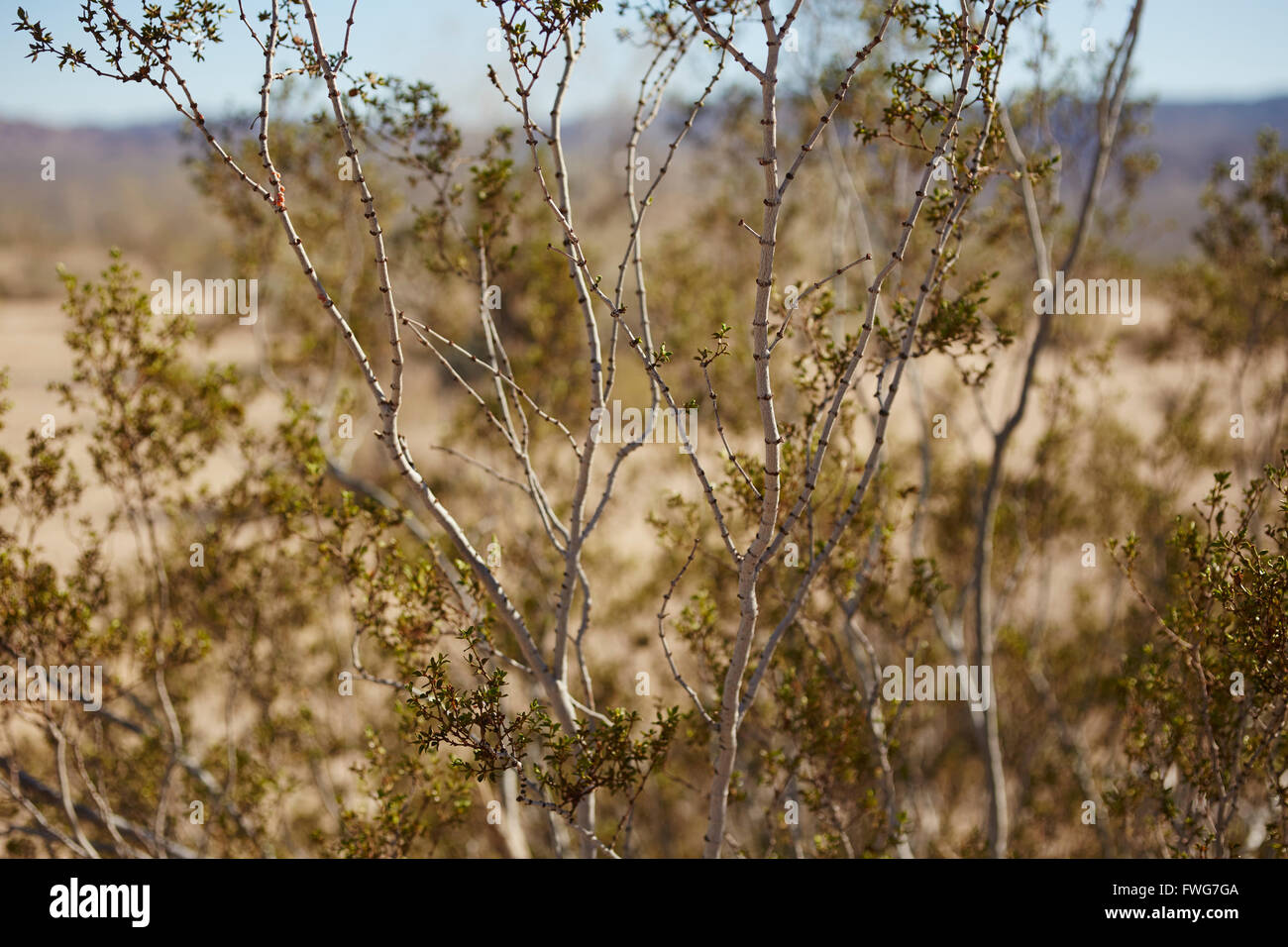 Les buissons de créosote, désert de la Californie, le parc national Joshua Tree, Twentynine Palms, California, USA Banque D'Images