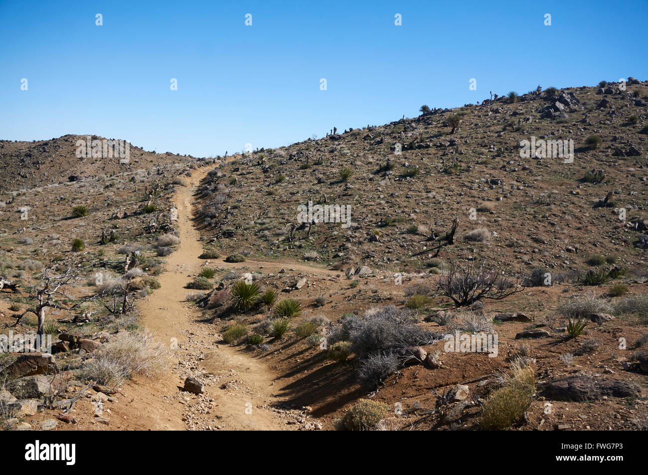 Sentier de randonnée du désert, le parc national Joshua Tree, Twentynine Palms, California, USA Banque D'Images