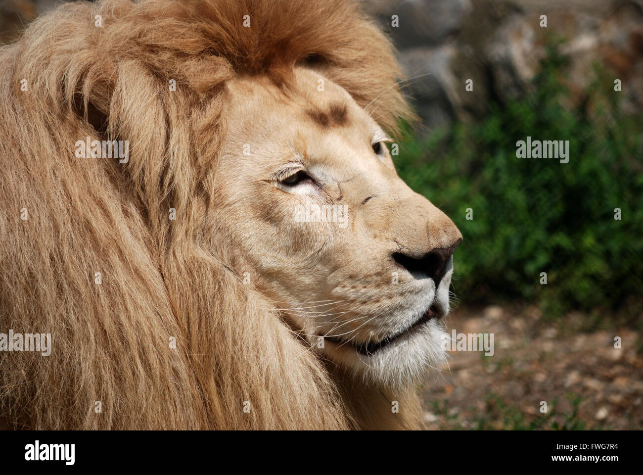 White Lion portrait Banque D'Images