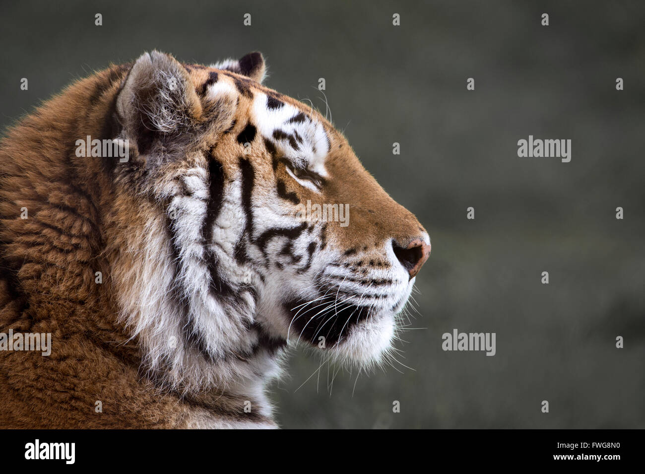 L'Amour (femelle) de Sibérie tigre (profil) Banque D'Images