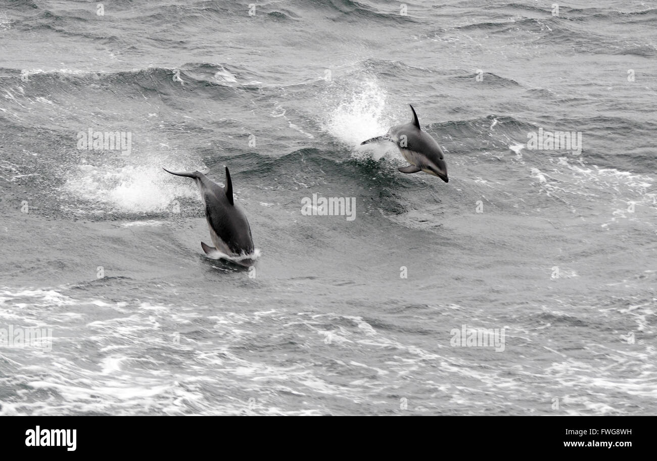Les Dauphins (Lagenorhynchus obscurus) sautant de la mer. Passage de Drake, Sud de l'océan Atlantique. Banque D'Images