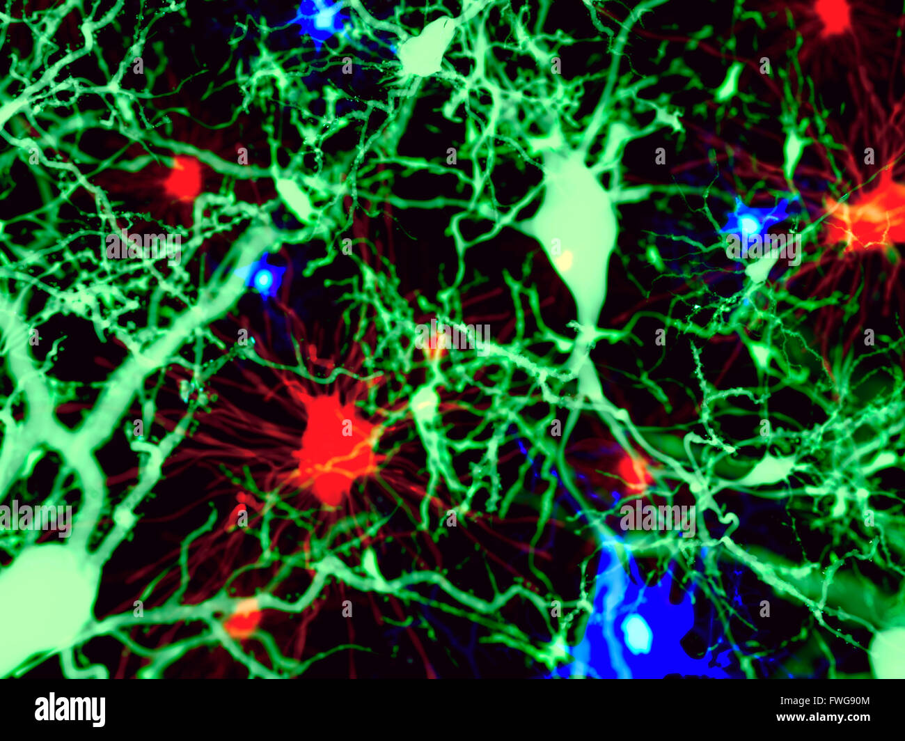 Les cellules du cerveau Illustration de trois types de cellules du cerveau : les astrocytes (rouge) les neurones pyramidaux (vert) et les cellules de la microglie (bleu) Banque D'Images
