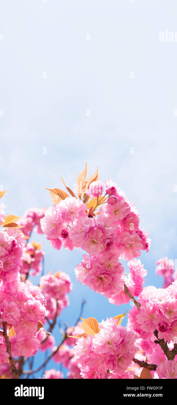 Cherry Blossom, Close up. Banque D'Images