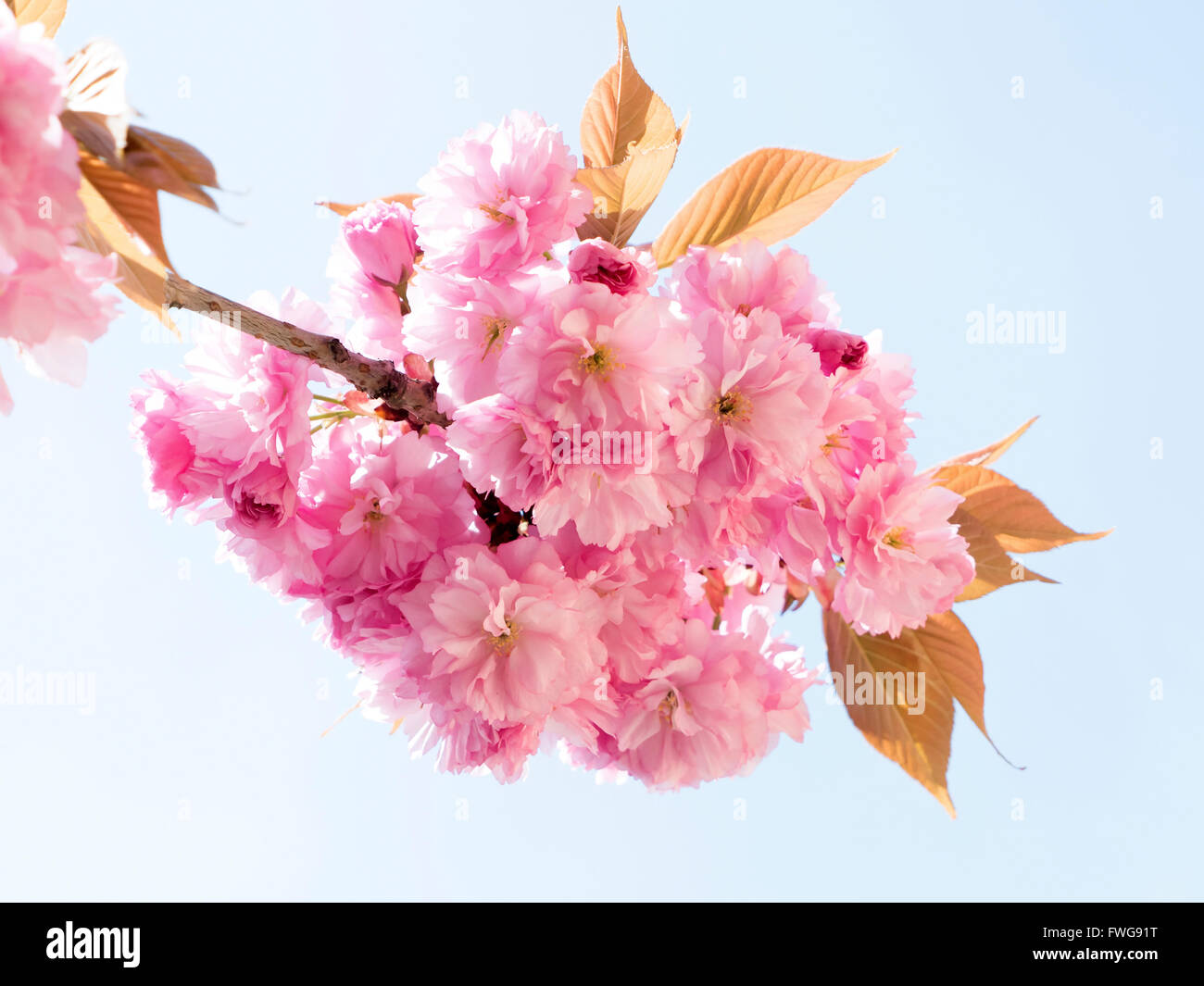 Fleur de cerisier sur un fond blanc. Banque D'Images