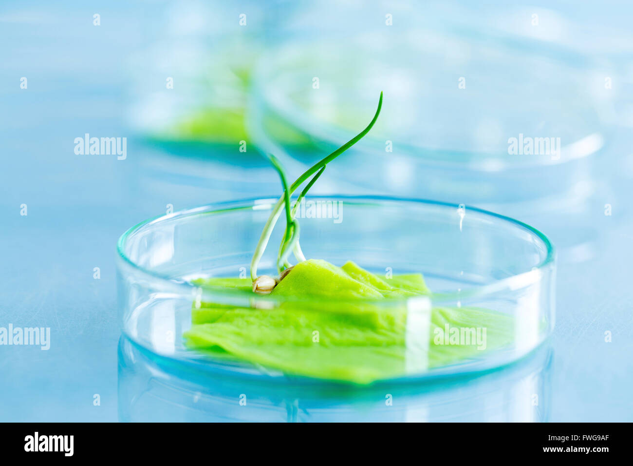 La culture du blé génétiquement modifié dans une boîte de pétri. Banque D'Images