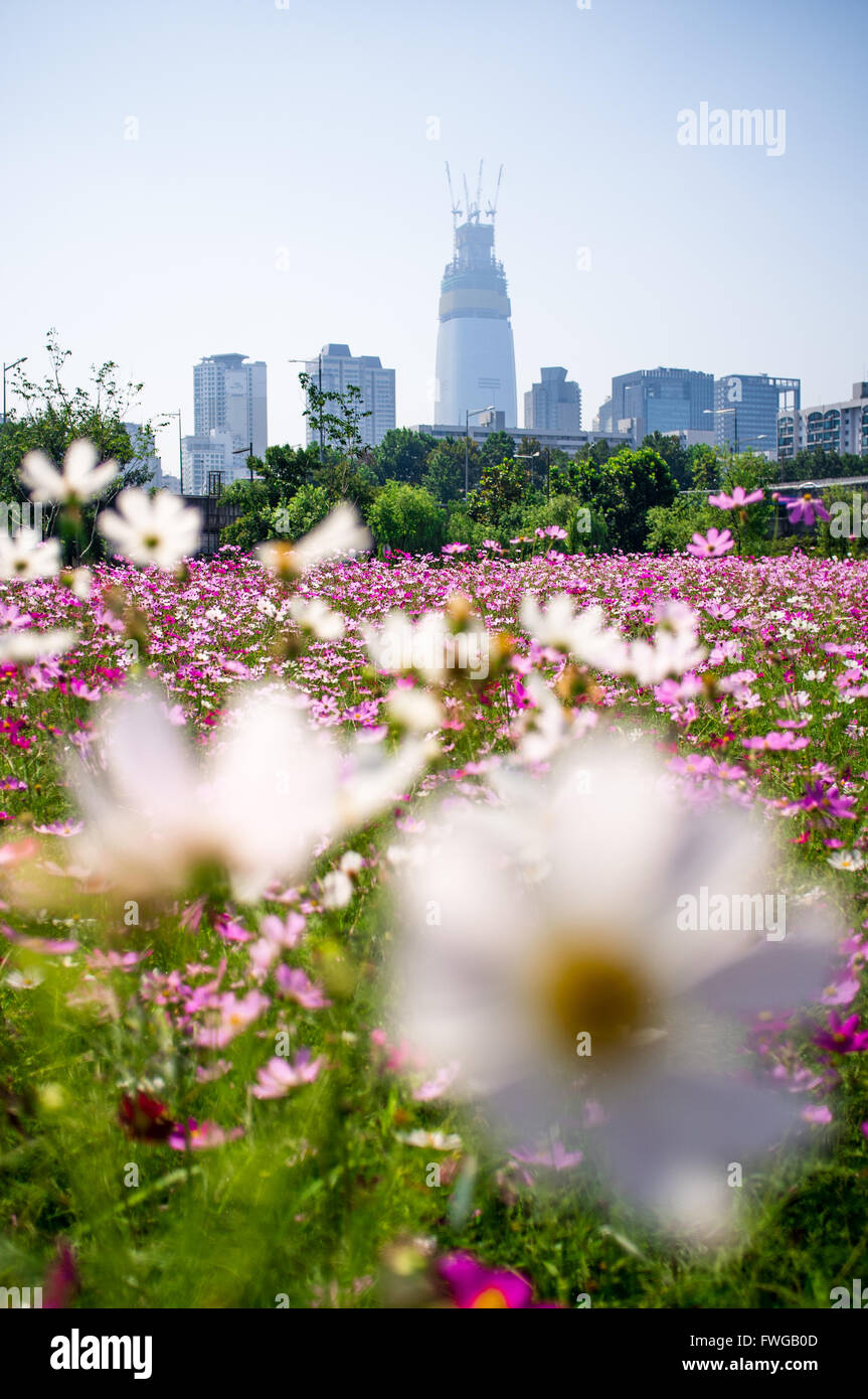 Lotte World Tower en construction à Séoul, Corée du Sud. En raison de l'être achevé en 2016 ce sera le 4ème plus grand au monde. Banque D'Images