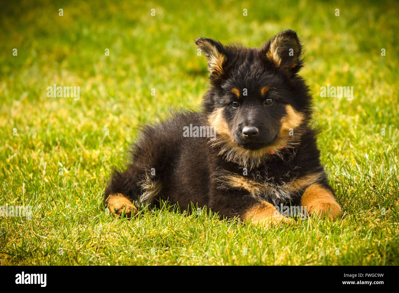Bohemian Shepherd chiot - race nationale tchèque, race la plus populaire en République tchèque, bon chien, enfants bienvenus Banque D'Images