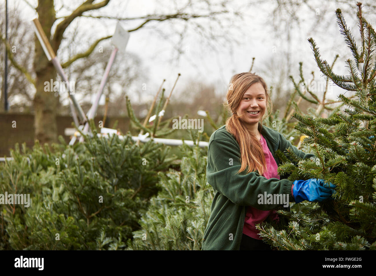 Un membre du personnel dans un centre de jardinage, manutention couper les arbres de Noël. Banque D'Images