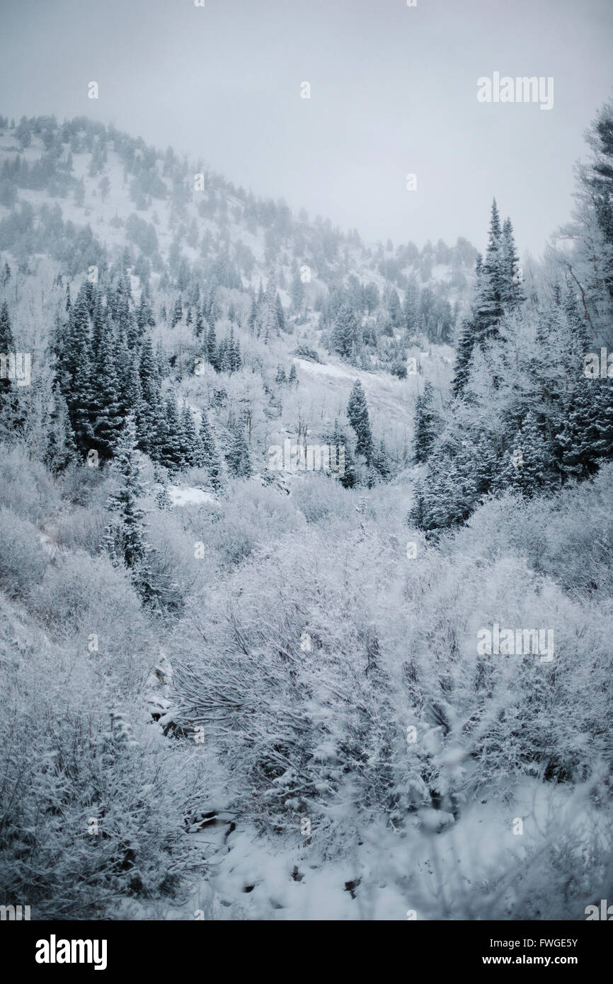 La montagne en hiver, vue sur les forêts de pins de la neige. Banque D'Images