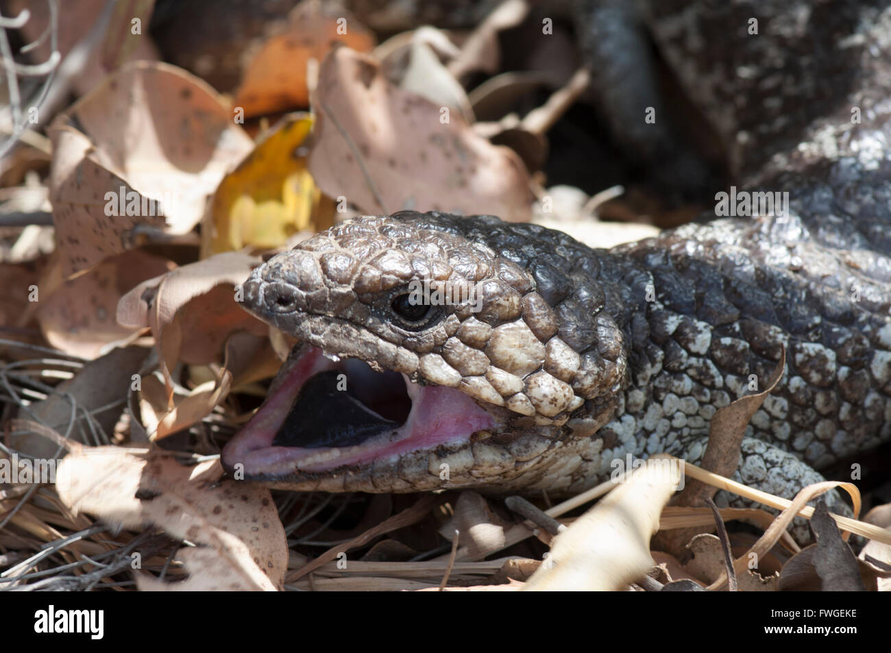 Blue tongue Skink ou Blue tongue Lizard (Tiliqua scincoides), Western Australia, Australia Banque D'Images