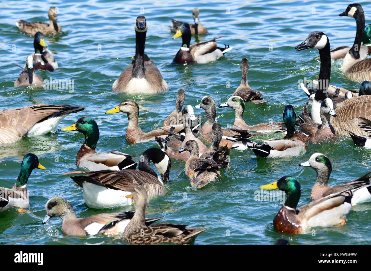 Au sud-ouest USA Beaux Canards et oies canards sauvages oiseaux du Nouveau Mexique, de l'oie des neiges et la sauvagine dans les eaux bleu-vert à la lo Banque D'Images