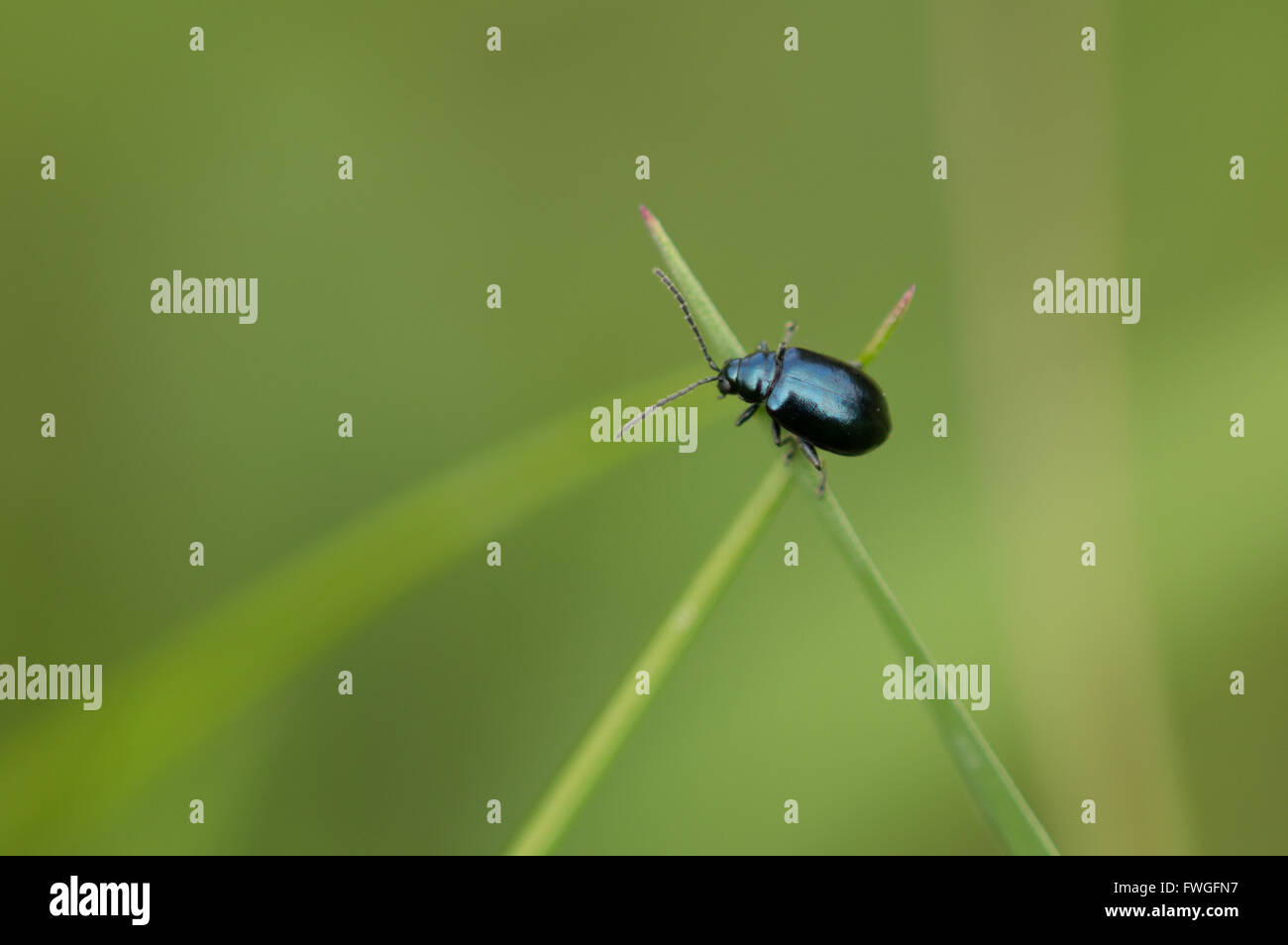 Un bleu métal Altise (Chrysomelidae) debout sur une croix de deux brins d'herbe. Banque D'Images