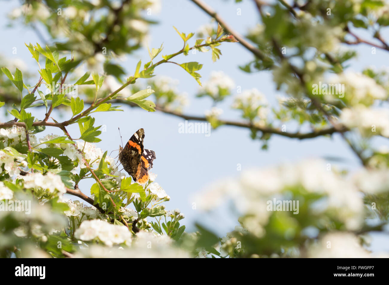 Un Vulcain (Vanessa atalanta) butterfly se nourrissant de fleurs d'aubépine. Banque D'Images