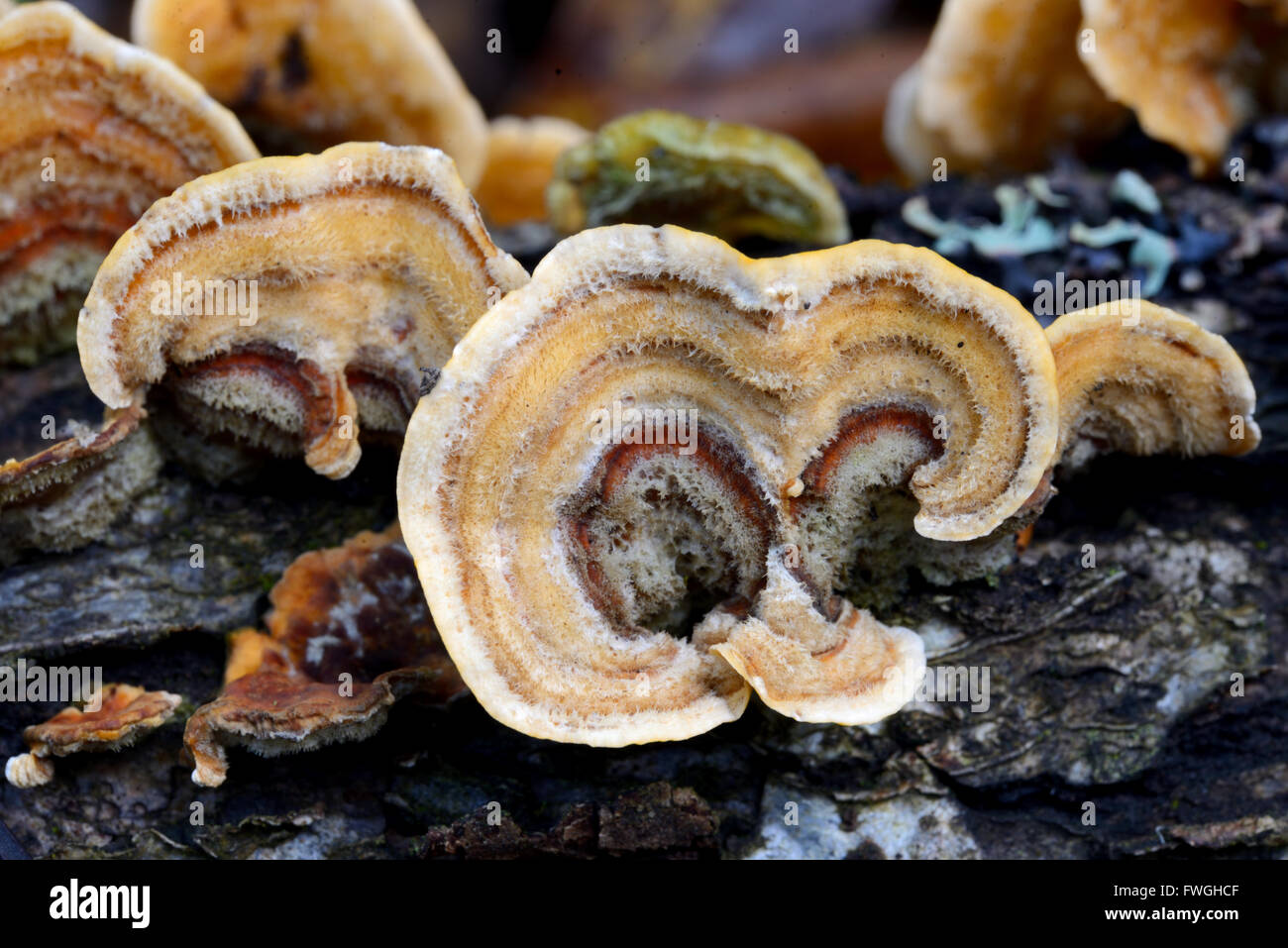 Champignon support de souche Banque de photographies et d’images à — free download
