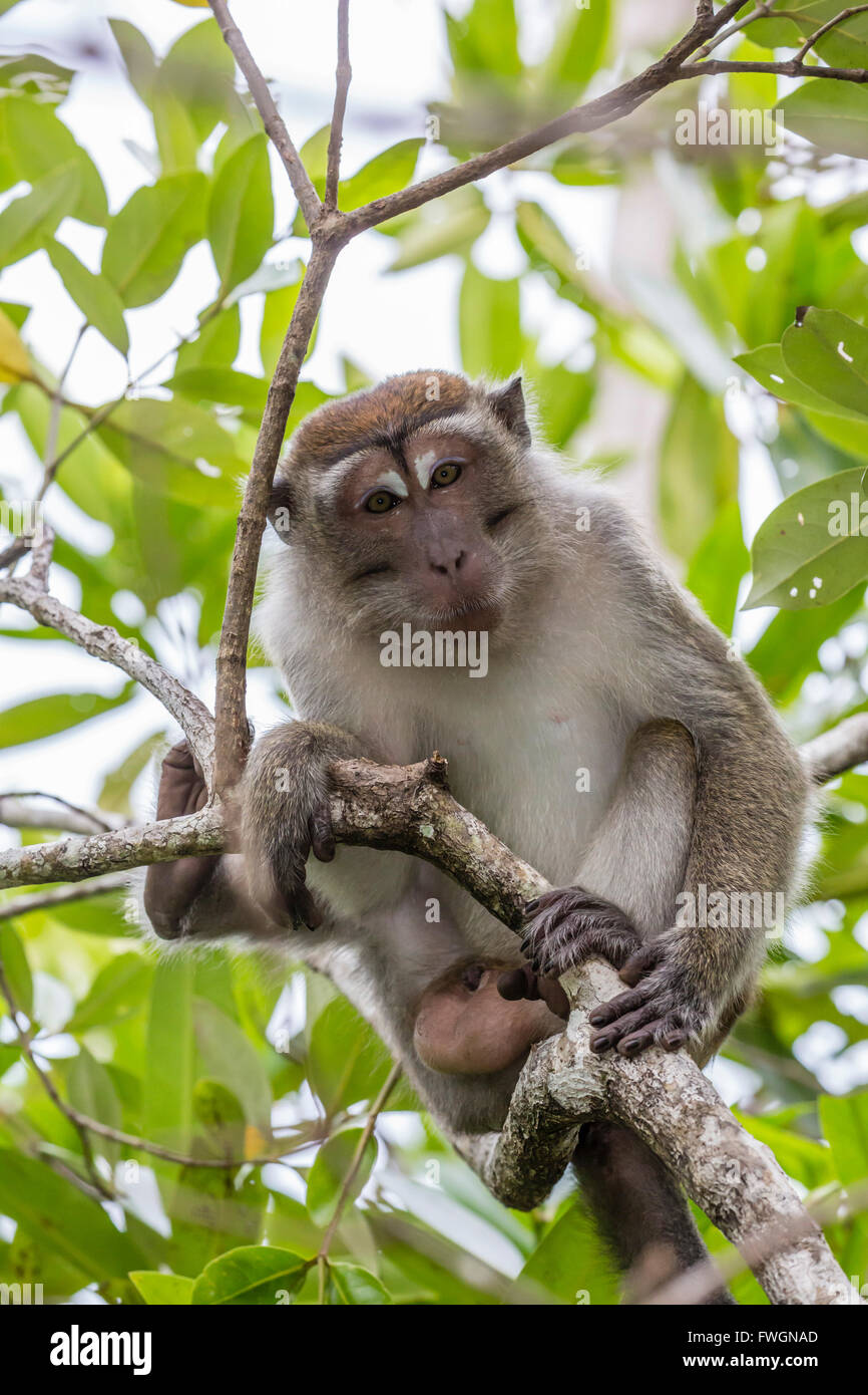 Macaque à longue queue (Macaca fascicularis), Parc national de Bako, Sarawak, Bornéo, Malaisie, Asie du Sud, Asie Banque D'Images
