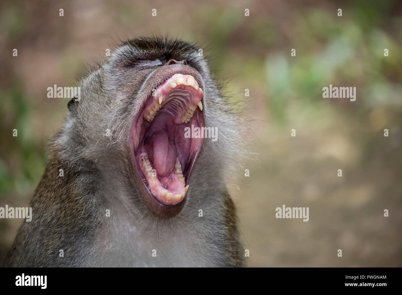 Macaque à longue queue (Macaca fascicularis), Parc national de Bako, Sarawak, Bornéo, Malaisie, Asie du Sud, Asie Banque D'Images