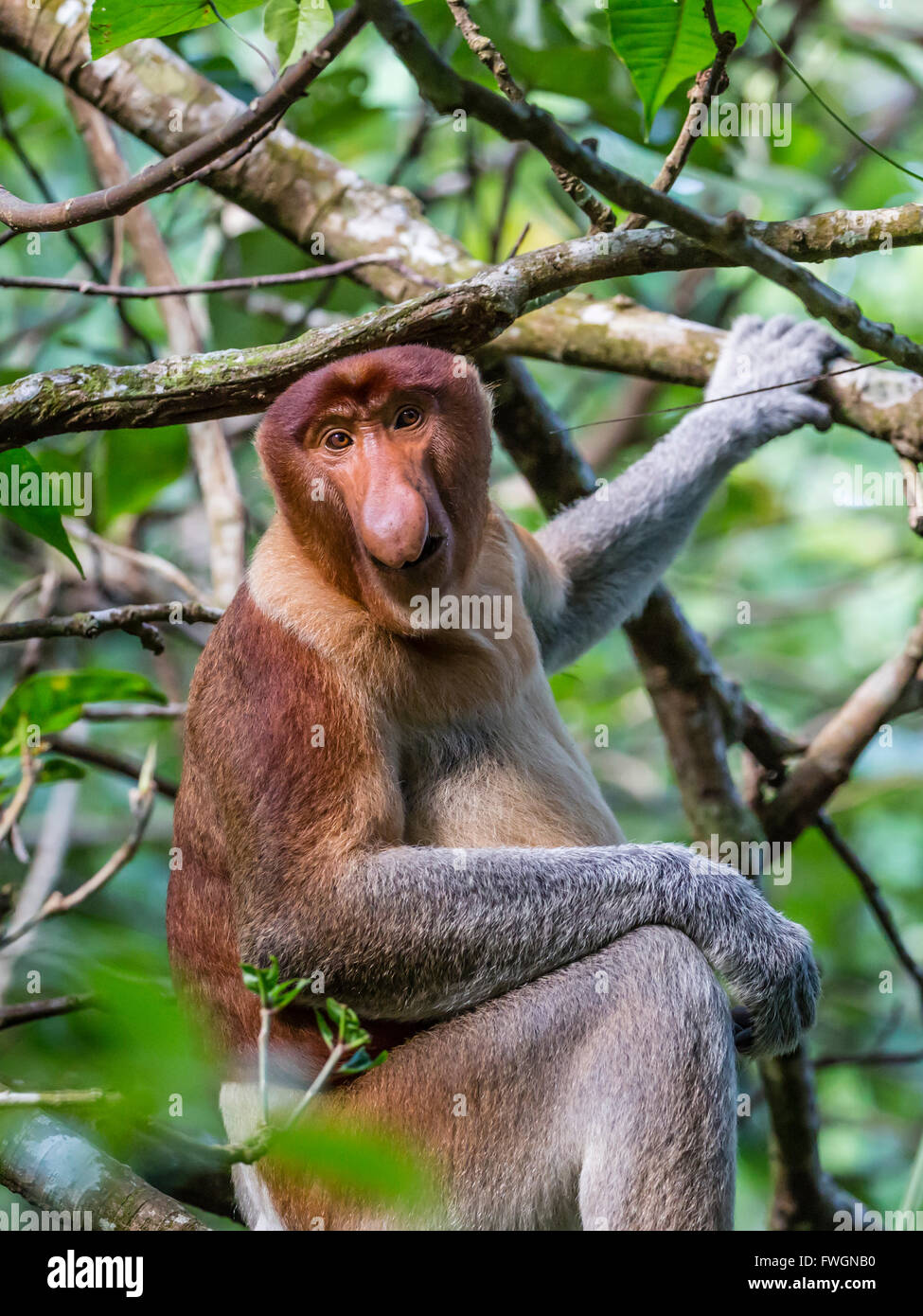 Proboscis Monkey adultes (Nasalis larvatus) de nourriture dans le parc national de Bako, Sarawak, Bornéo, Malaisie, Asie du Sud, Asie Banque D'Images