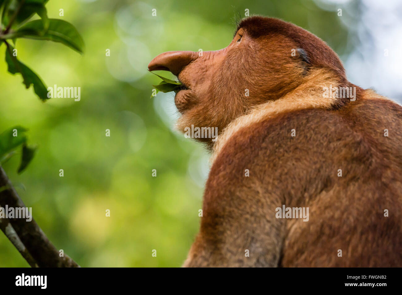 Proboscis adultes monke (Nasalis larvatus) de nourriture dans le parc national de Bako, Sarawak, Bornéo, Malaisie, Asie du Sud, Asie Banque D'Images