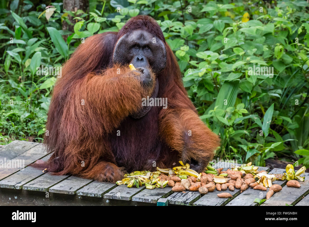 Orang-outan mâle (Pongo pygmaeus) joue avec un pad, Centre de réhabilitation de Semenggoh, Sarawak, Bornéo, Malaisie, Asie Banque D'Images