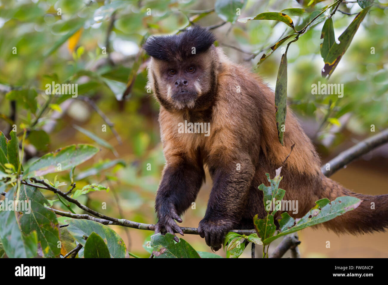 Touffetée mâle (capucin apella cebus) (brun) (capucin capucin à tête noire), Mato Grosso do Sul, Brésil, Amérique du Sud Banque D'Images