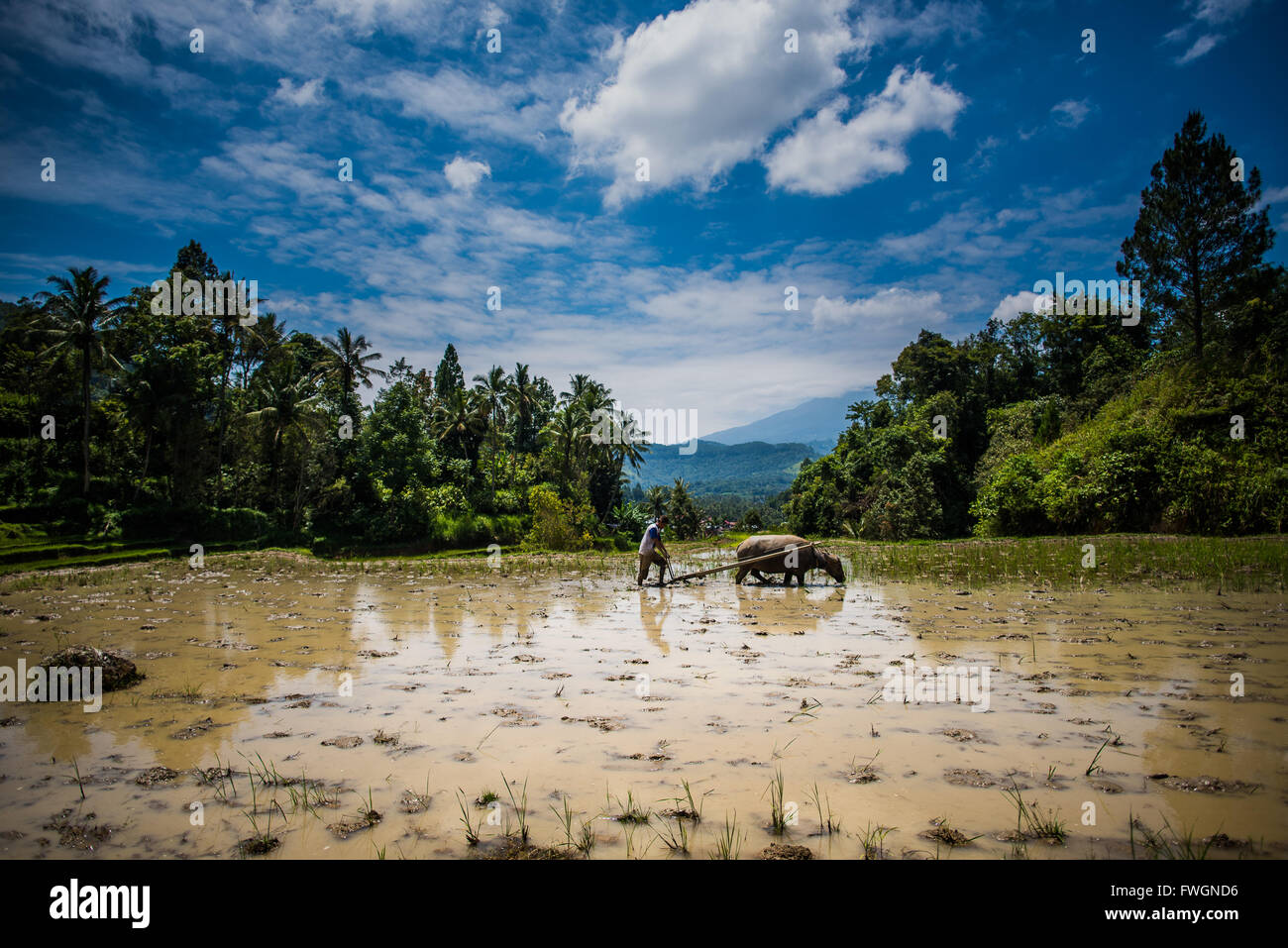 Buffalo et travailleur labourer un champ Padi, Sumatra, Indonésie, Asie du sud-est Banque D'Images