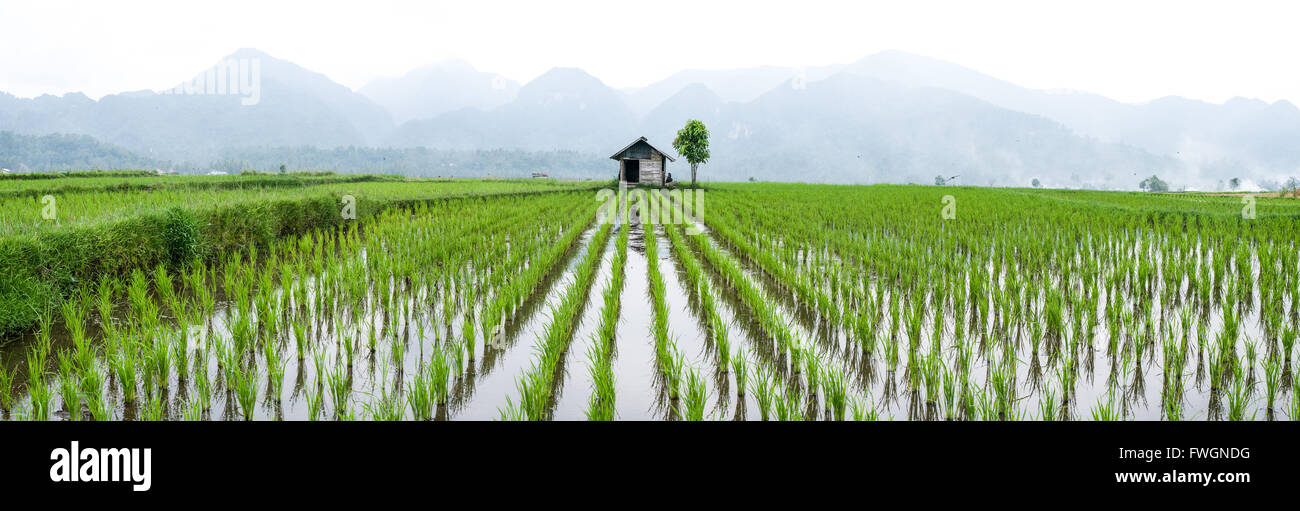 Petite hutte au milieu de terrain Padi à Sumatra, en Indonésie, en Asie du sud-est Banque D'Images