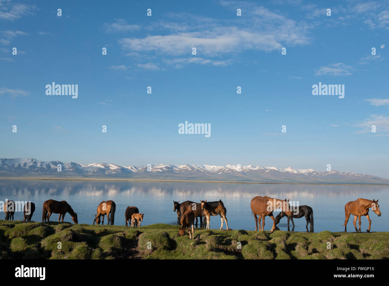 Lac Song-Kol, du Kirghizistan, de l'Asie centrale Banque D'Images