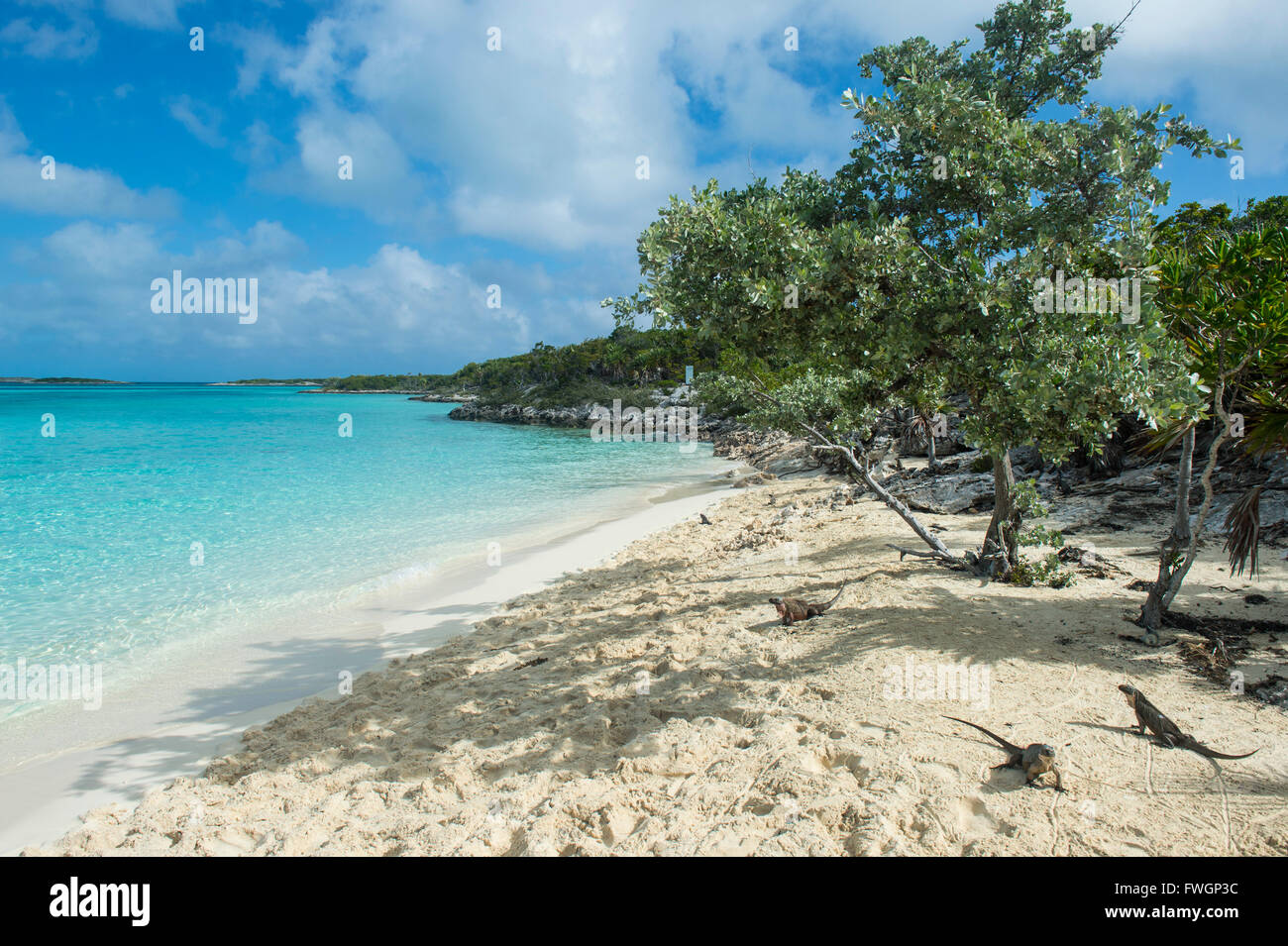 Iguanes marins sur une plage de sable blanc, Exuma, Bahamas, Antilles, Caraïbes, Amérique Centrale Banque D'Images