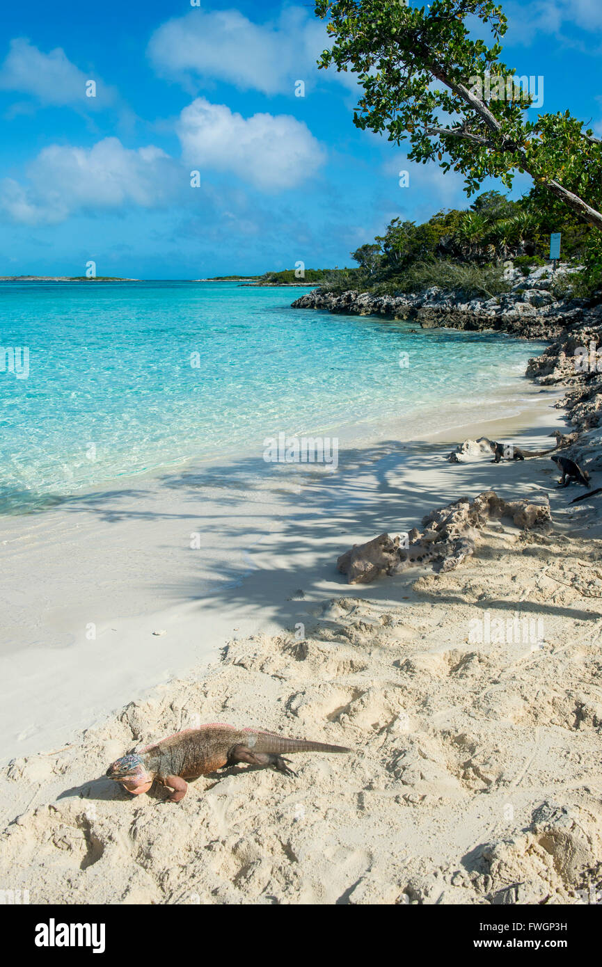 Iguane sur une plage de sable blanc, Exuma, Bahamas, Antilles, Caraïbes, Amérique Centrale Banque D'Images