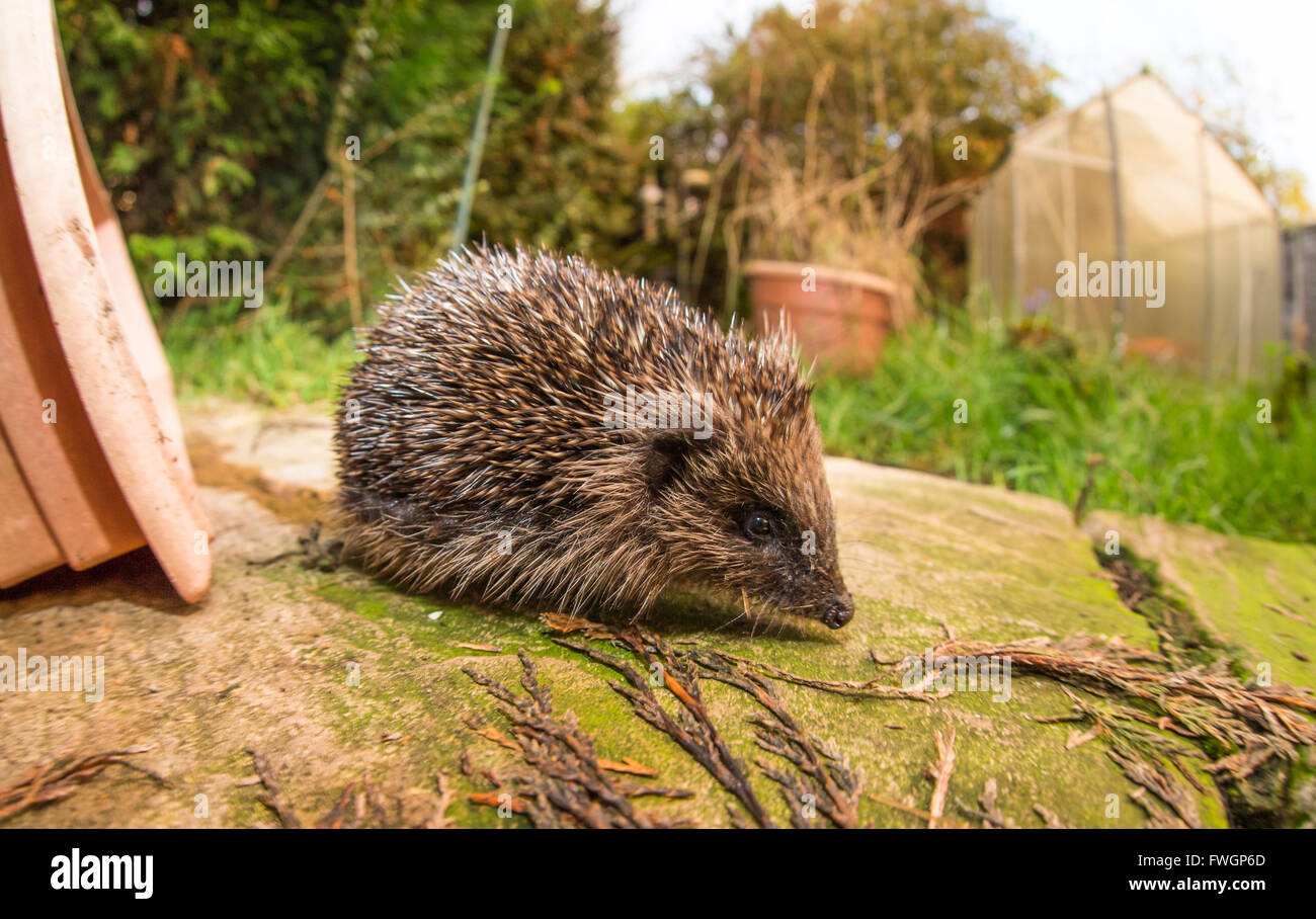 Hedgehog (Erinaceinae)), Durham, Angleterre, Royaume, Europe Banque D'Images