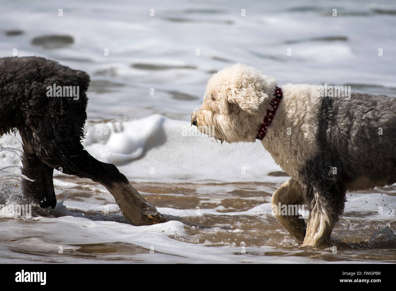 Deux chiens à la plage de Fistral, Newquay, Cornwall. Banque D'Images