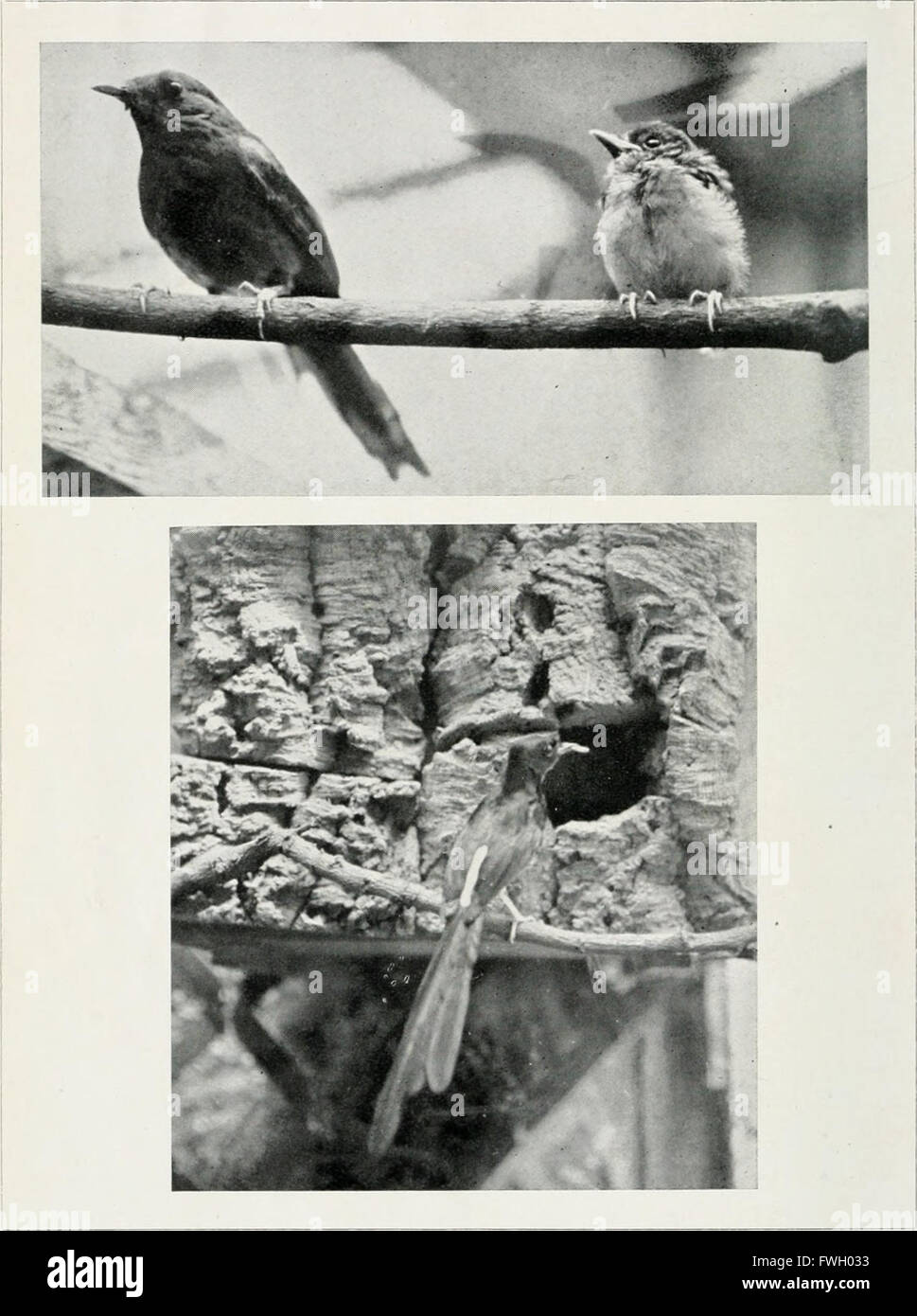 Le magazine de l'Aviculture (1916) Banque D'Images