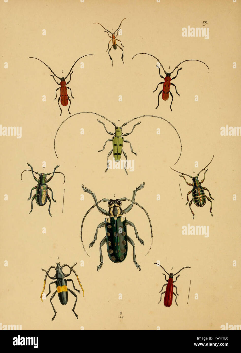 Le cabinet d'entomologie oriental (Pl. 29) Banque D'Images