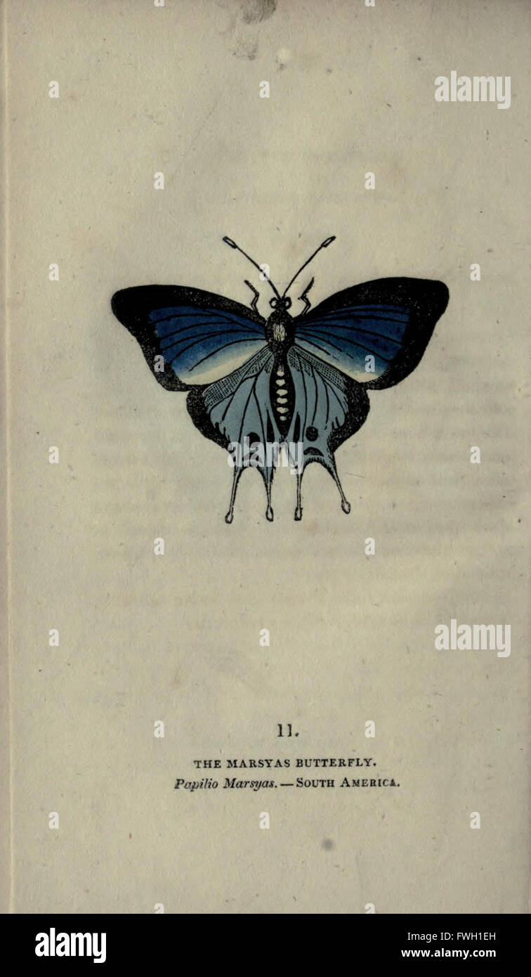 Le livre de papillons, papillons de sphinx et de plaque (XI) Banque D'Images