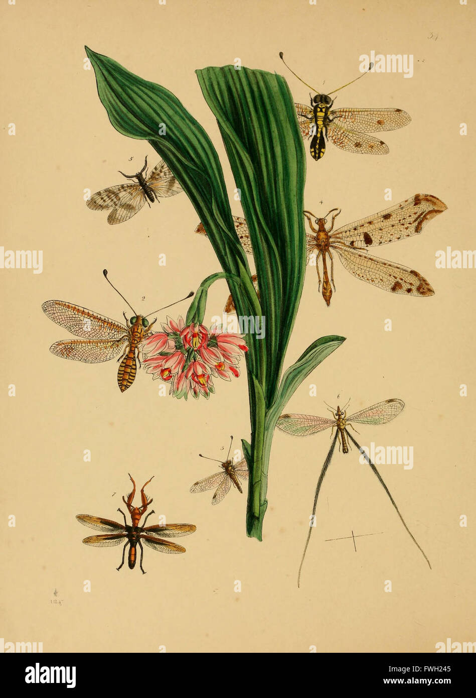 Le cabinet d'entomologie oriental (Pl. 34) Banque D'Images