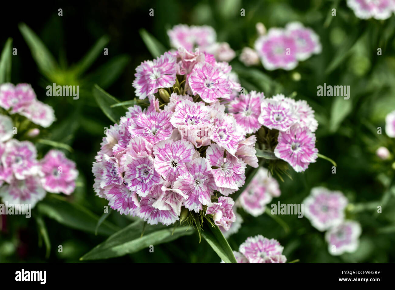 Belle jardin rose oeillet turc à l'été de jour nuageux Banque D'Images
