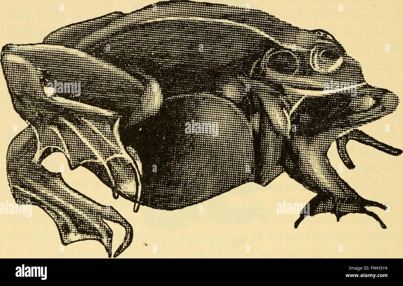 L'écologie et l'histoire de la vie de la grenouille rousse (Rana temporaria temporaria) (1962) Banque D'Images