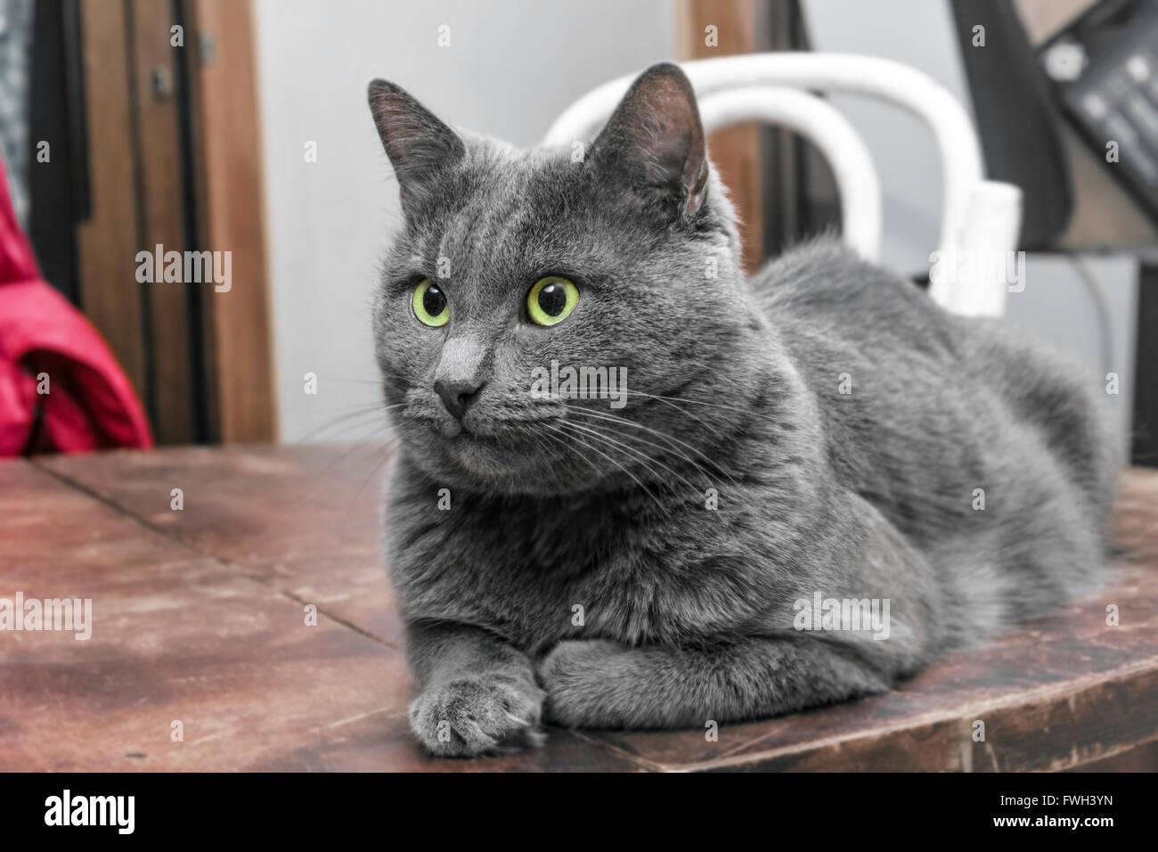 Chat Gris Aux Yeux Verts Sur Table En Bois Brun Photo Stock Alamy