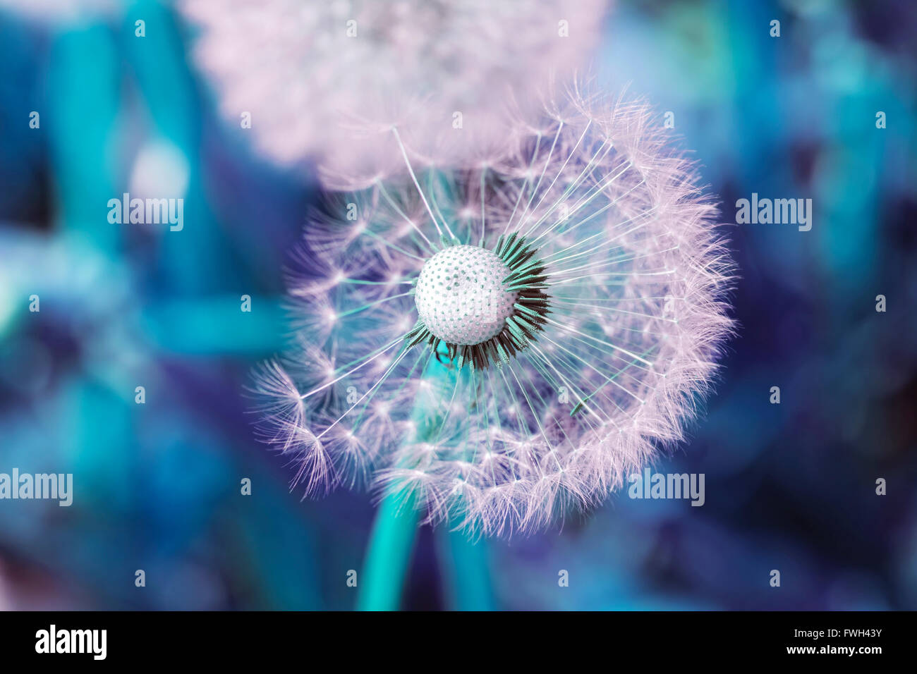 Nice Big White le pissenlit se diffusant dans des tons roses et bleus Banque D'Images