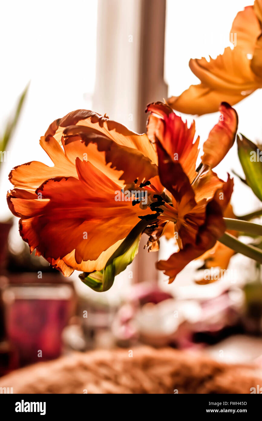 Belle silhouette de vinaigrette rouge tulipe en fleurs à la lumière Banque D'Images