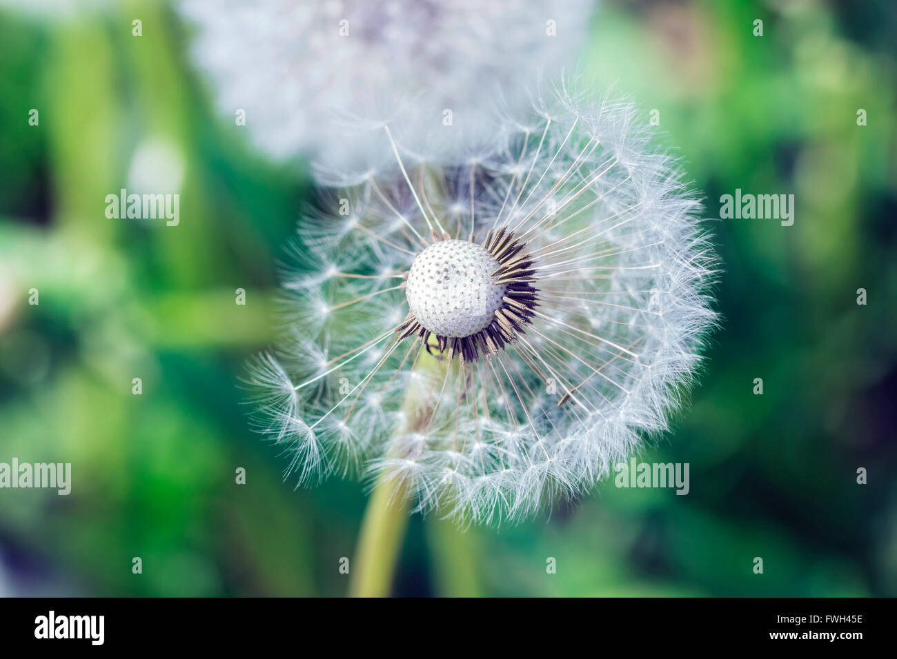 Nice Big White le pissenlit se diffusant dans le jardin d'été Banque D'Images