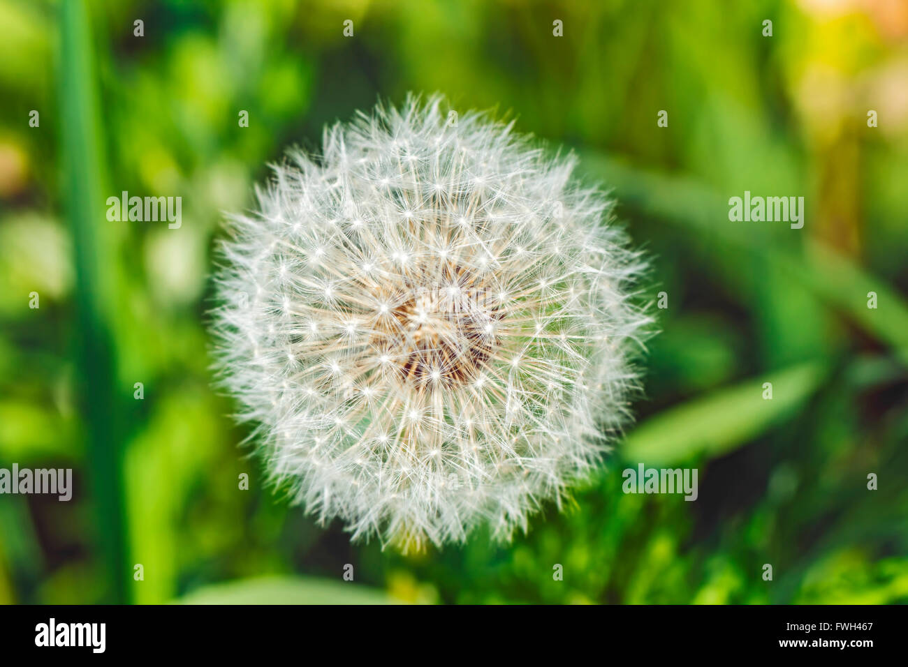 Nice Big White pissenlit dans le jardin d'été Banque D'Images