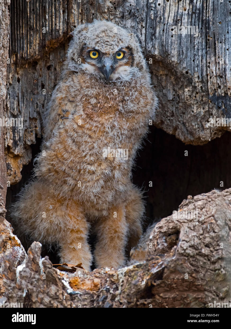 Grand-duc d'Owlet Standing in Nest Banque D'Images