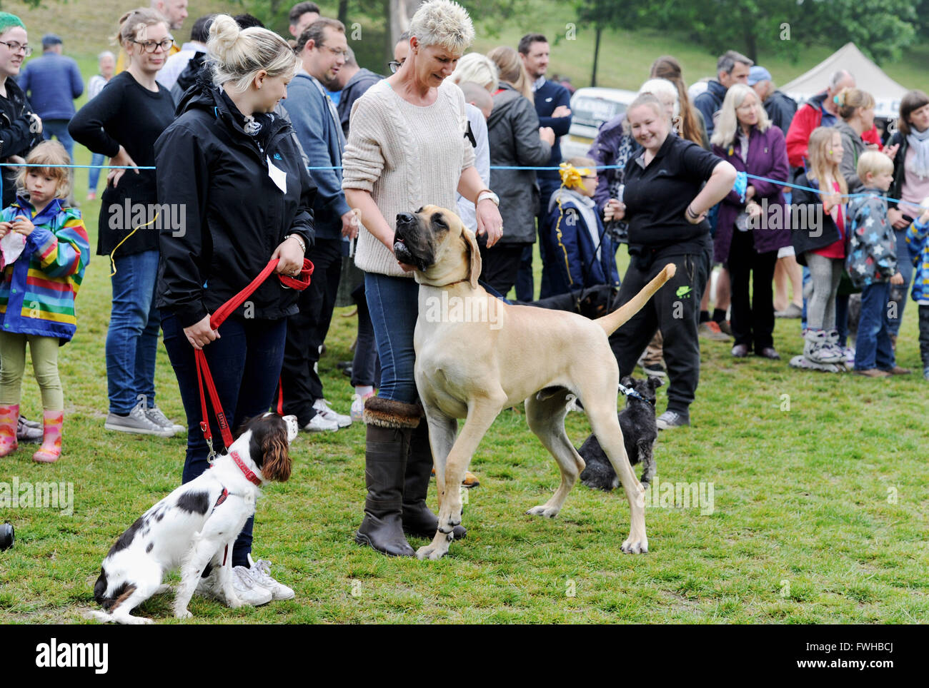 Brighton UK 12 juin 2016 - Les chiens de toutes tailles à l'assemblée annuelle dans le parc de l'Écorce Dog Show tenu à Queen's Park, Brighton et qui est devenu l'un des plus populaires événements communautaires dans la ville Crédit : Simon Dack/Alamy Live News Banque D'Images