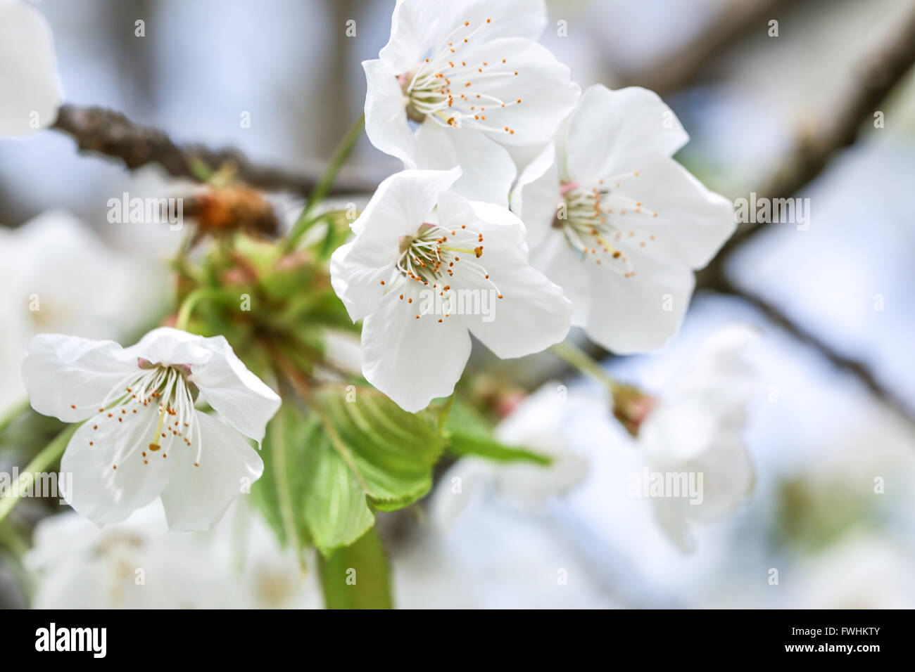 Fleur De Cerisier Blanche