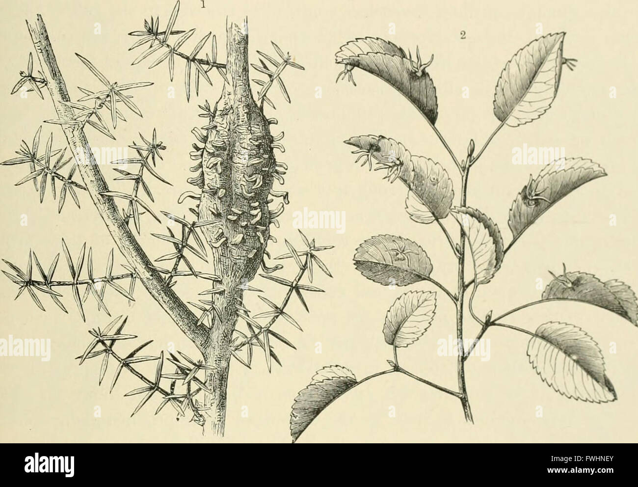 L'histoire naturelle des plantes, leurs formes, la croissance, la reproduction et la distribution ; (1902) Banque D'Images