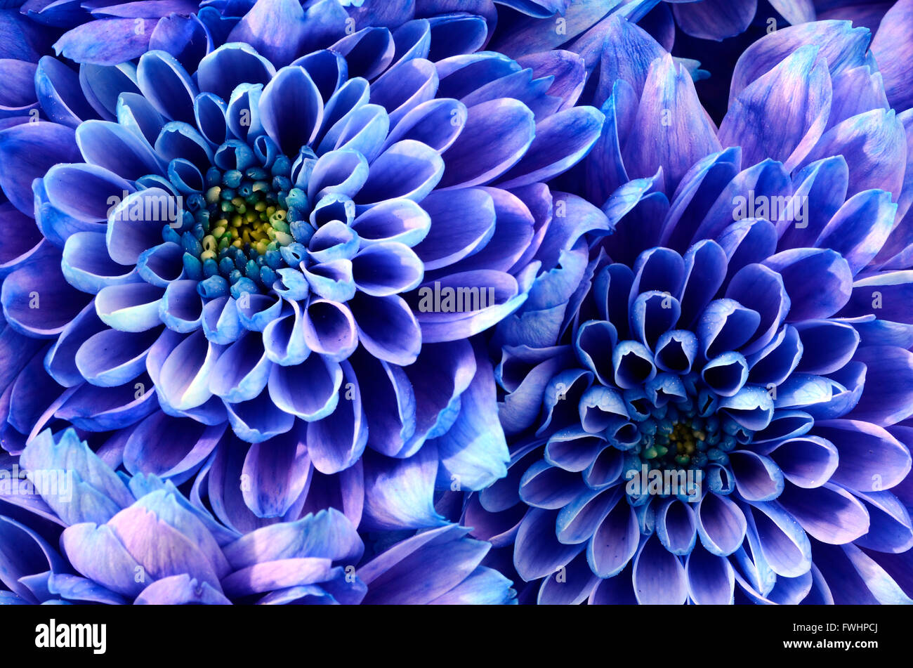 Close up of fleur bleue : aster avec pétales bleu et jaune pour le fond du coeur ou de texture Banque D'Images